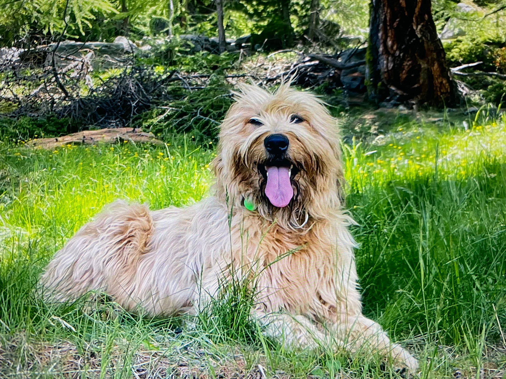 Wäller von der Straubenhalde